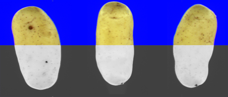 patate-infrarouge